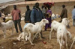 Bakel : Approvisionnement en moutons , situation
